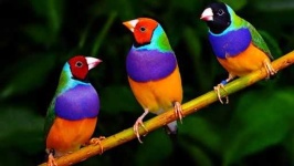 image of finch