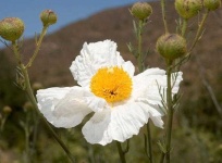 image of flower