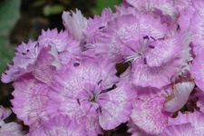 image of flower