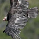 image of bird