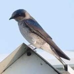 image of bird