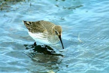 image of red_backed_sandpiper