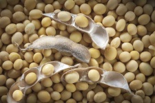 image of soy