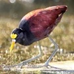 image of bird