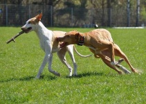 image of ibizan_hound