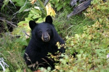 image of american_black_bear