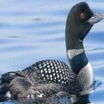 image of bird