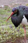 image of black_stork