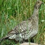 image of bird