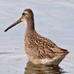 image of bird
