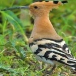 image of bird