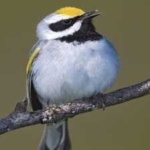 image of bird