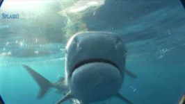 image of tiger_shark