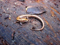 image of alligator_lizard