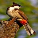 image of bird