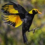 image of regent_bowerbird #21