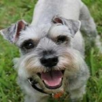 image of schnauzer #9