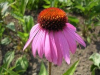 image of flower