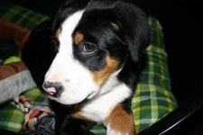 image of greater_swiss_mountain_dog