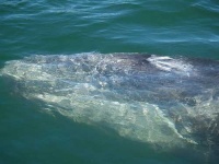 image of grey_whale