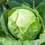 image of cabbage #2