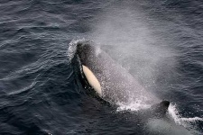 image of killer_whale #32