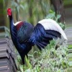 image of bulwers_pheasant #32