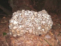 image of hen_of_the_woods