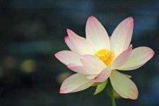 image of lotus #1