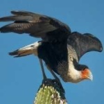image of bird