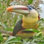 image of bird