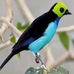 image of bird