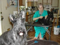 image of scotch_terrier