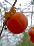 image of pomegranate