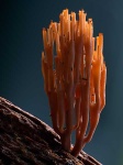 image of coral_fungus