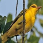 image of bird