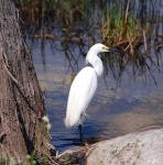 image of american_egret