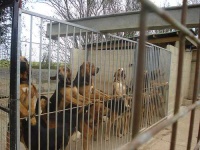 image of bloodhound