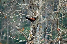 image of coucal #11