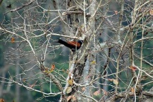 image of coucal