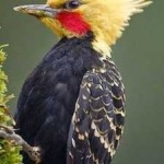 image of bird