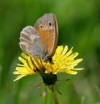 image of ringlet