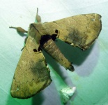 image of animal