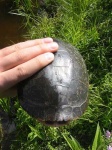 image of mud_turtle