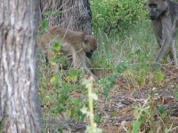 image of baboon