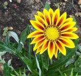 image of flower