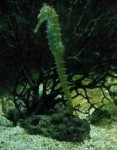 image of sea_horse