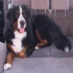 image of animal