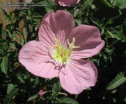 image of flower