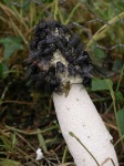 image of stinkhorn